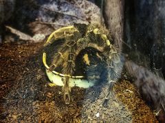 -上海大自然野生昆虫馆