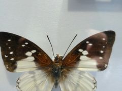 -上海昆虫博物馆