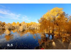 -金塔沙漠胡杨林景区