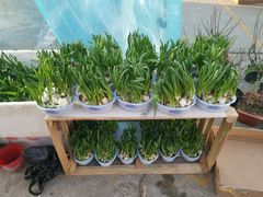 -中环花鸟鱼虫市场