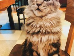 -猫小院猫主题餐厅(三里屯店)