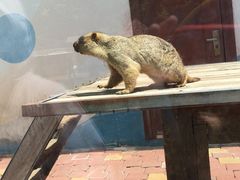 -大连森林动物园