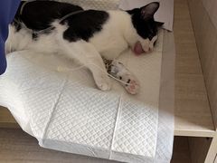 -北京观赏动物医院·24小时大型综合·猫专科·异宠专科