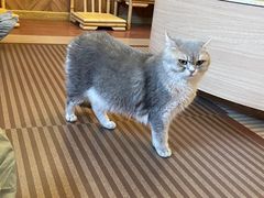 -MOCHA明星猫咖(田子坊店)