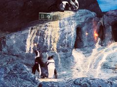 -暹罗海洋世界