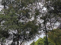 -铁山坪森林公园