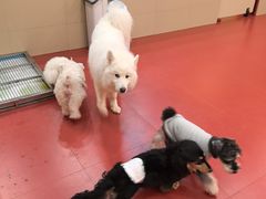 -和它·交个朋友·狗咖猫咖(爱琴海店)