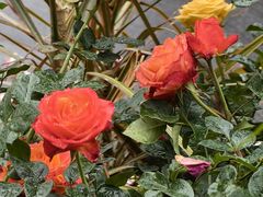 -人民公园(罗湖区)