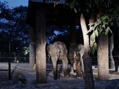 -清迈夜间动物园
