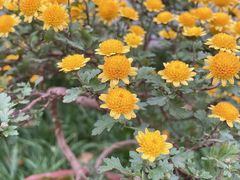 -杭州植物园