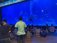 -烟台海昌鲸鲨海洋公园