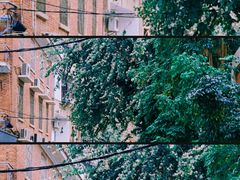 -溪岸路花鸟市场