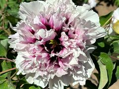 -黑龙江省森林植物园