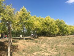 -永定河休闲森林公园