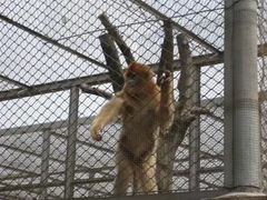 -西安秦岭野生动物园