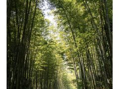 -缙云山景区