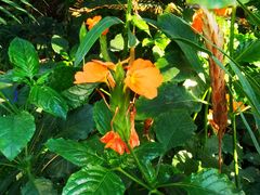 -国家植物园南园