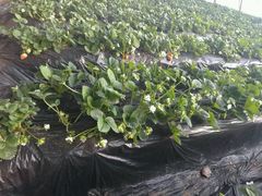 -北京龙庆四季香农家饭庄·灶台鱼·碳烤虹鳟鱼(龙庆峡店)