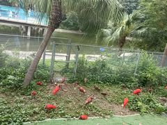 -广州长隆飞鸟乐园