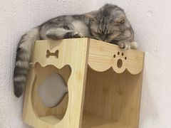 -猫色咖啡·猫咖