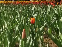 -长春公园(普阳街道)