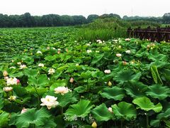 -荷塘月色湿地公园·向阳花洲