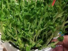 活体豆苗-笨小满·钱缸缸火锅(江汉路M+店)