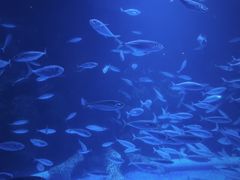 -太平洋海底世界