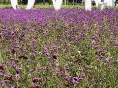 -紫海香堤香草艺术庄园