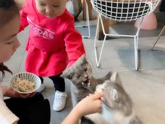 -吉丁鸟咖·异宠·寄养