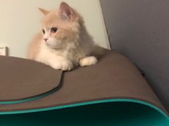 -达爱动物医院·犬猫分区·CT·复杂眼科(远洋山水分院)