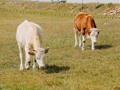 -苏木山森林公园