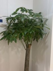 -郑荃丽格医疗美容