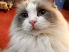 -和它·交个朋友·狗咖猫咖(爱琴海店)