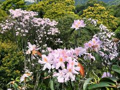 -梧桐山风景名胜区