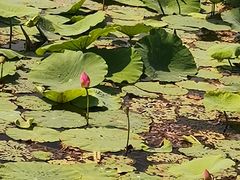 -天津金元宝滨海农产品交易市场(共发大道)