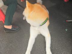 -肖胖子猪油拌粉