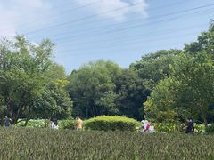 -八卦田遗址公园