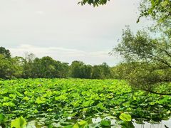 -西溪国家湿地公园