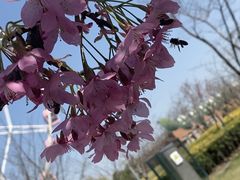 -顾村公园
