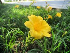 -野鸭湖国家湿地公园