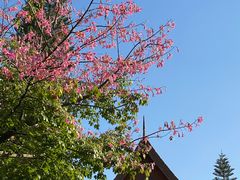 -西双版纳总佛寺