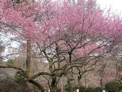 -杭州植物园