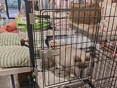 -樱桃家的宠物店(君安花园店)