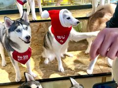-Husky Go! 哈士奇体验馆·宠物咖啡厅狗咖