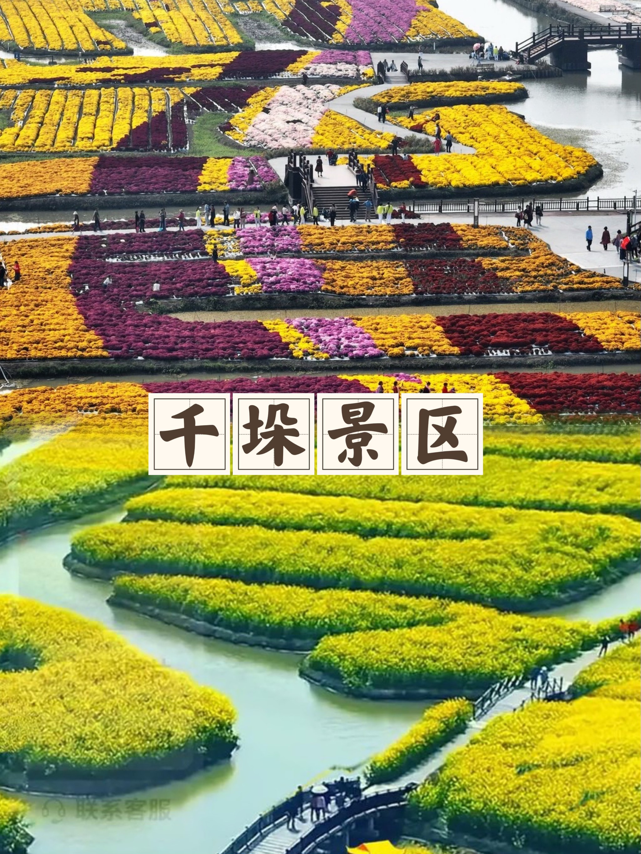 北海赤西村油菜花地址图片