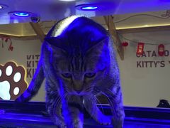 -喵园·猫主题咖啡厅·撸猫·猫咖(国贸店)