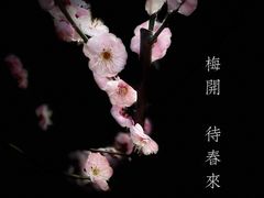 -南京古林公园