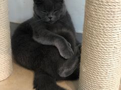-Heymao猫咖.咖啡厅(东门店)