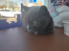 -芭比堂动物医院·CT·微创中心(新顺分院)